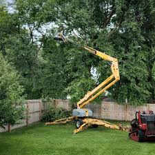 Why Choose Our Tree Removal Services in Pea Ridge, FL?